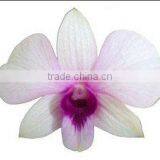 D-006 : DENDROBIUM BANGKOK LAND ORCHID thumbnail-1