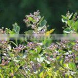 CALOTROPIS GIGANTEA thumbnail-1