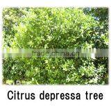 High Quality Herbal Slimming Tea Baby Spoon at Reasonable Prices Small Lot Order Available thumbnail-2