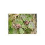 Chaste Berry Extract/Vitex Rotundifolia/Vitexin thumbnail-1