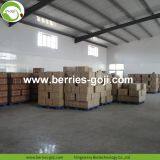 Factory Supply Dried Ningxia Goji thumbnail-5