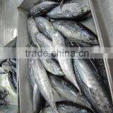 100-200g Frozen Bonito