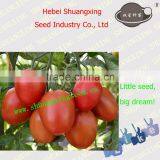 Processing Type Best Quality Tomato Seed