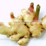 Fresh Ginger