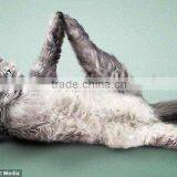 3D Animation Pictures Printing