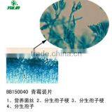 Low Priced Fungi Individual Prepared Microscope Accessories Slide