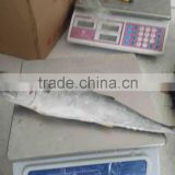 Fresh Frozen WR Spanish Mackerel With Competitive Price