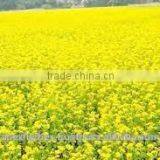 Honey From India / Mustard Honey / Ber Honey / Multi Flora Honey thumbnail-2