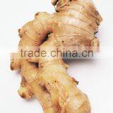 Chinese Fresh Ginger thumbnail-2