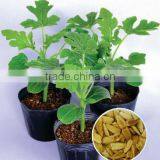 Hybrid F1 Roots Stock Seeds for Grafting thumbnail-1