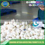 Super Quality Fresh Garlic thumbnail-4