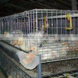 H Type 4 Layer Baby Chicken Cage/ Brooder/ Day Old Chicken Cages For Sale thumbnail-6