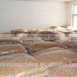 High Quality Cricket Insect thumbnail-2