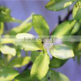 Home Garden Creepers Decoration 110cm Height Big Artificial White Child Spend Flowers Making EZZH04 2204 thumbnail-5