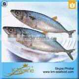 Hot Sale Competitive Prices Land Frozen Mackerel Fish Benefits thumbnail-1