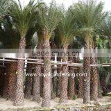 Phoenix Sylvestris(Silver Date Palm) thumbnail-3