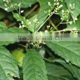 BALIOSPERMUM MONTANUM thumbnail-2