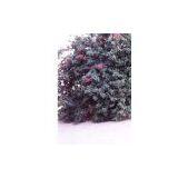 PETG Mirror thumbnail-1