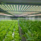 CE ETL Listed Programmable LED Grow Light for Indoor Plant Horticulture