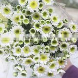 Diversified in packaging newest white chrysanthemum