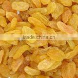 Grade AA Sweet golden yellow raisin free sample