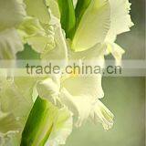 Gladiolus thumbnail-1