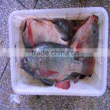 Frozen Black Tilapia Fish W/R