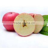 High Quality Fresh Apple Fruit Fresh Qinguan Apple thumbnail-3