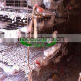 Low Carbon Steel Wire Pigeon Cage for Poultry Farm thumbnail-5