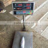 Marine Fish Bonito Whole Round Bonito Tuna Wholesale thumbnail-1