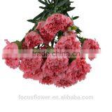 Big Muma Pink Carnation Flower High Grade Fresh Cut Flowers Wholesale From China Supplier thumbnail-4