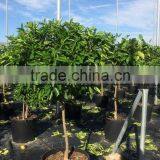 Lemon Tree - Citrus Limon thumbnail-3