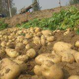Hot Sale Organic Fresh Potato thumbnail-4