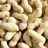 GROUND NUT FROM SITCO INDIA thumbnail-1