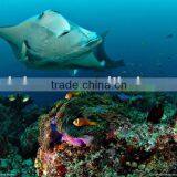 3D Lenticular PETpicture