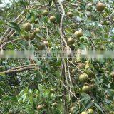 High Quality China Manufacturer Camellia Oleifera Seed Oil