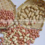 Roasted Peanut in Shell thumbnail-1