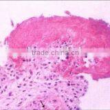 Individual Slides You Can Choose From Survey Medical Human Pathology Histology Tissue Microscope Prepared Slides thumbnail-1