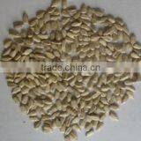 American sunflower seeds kernel