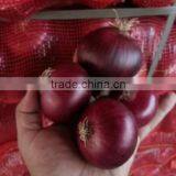 fresh Onion