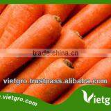 High Quality Fresh Organic Carrots VGC0021 thumbnail-1