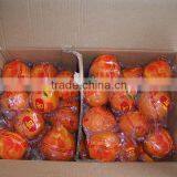 Fresh Baby Mandarin Orange Citrus Fruits thumbnail-5