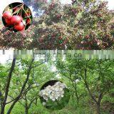 Freeze Dried Pitted Organic Whole Hawthorn Berry thumbnail-4