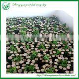 Indoor Straight Lucky Bamboo Plants Sale thumbnail-3