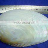 Natural White Polished Chinese River Shells