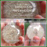 Custom Shape Artificial Dandelion Acrylic Paperweight thumbnail-2