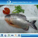 Hot Sale New Arrival Frozen Red Pacu thumbnail-1