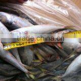 22cm+ Frozen Horse Mackerel (Trachurus Japonicus) thumbnail-1