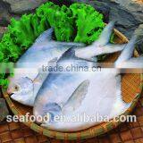 Frozen Silver Pomfret Fish thumbnail-2