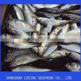 Frozen Horse Mackerel thumbnail-1